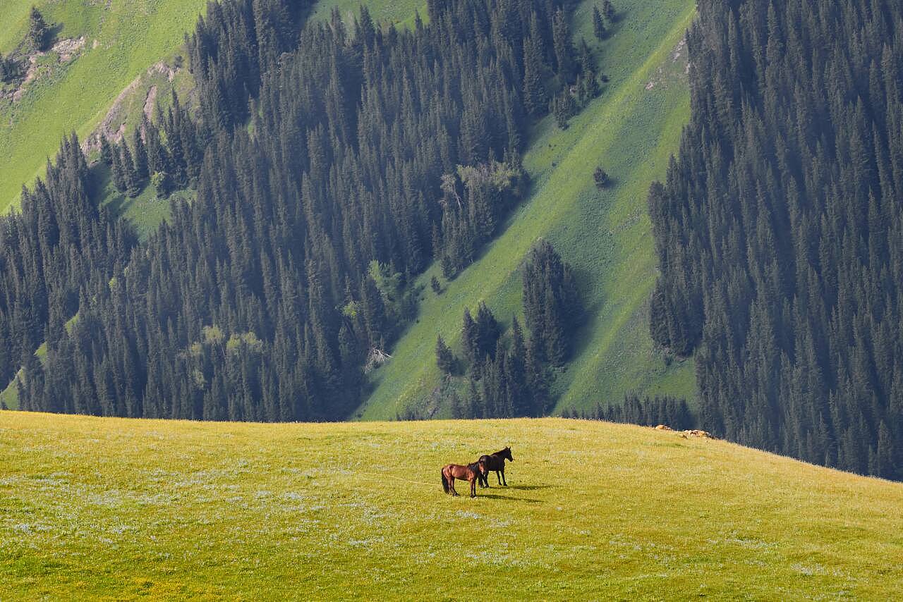 新疆阳光下的友谊之歌